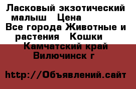 Ласковый экзотический малыш › Цена ­ 25 000 - Все города Животные и растения » Кошки   . Камчатский край,Вилючинск г.